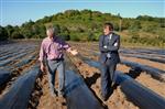 Karadeniz’in En Büyük Çilek Tarlası Ordu’ya Kuruluyor