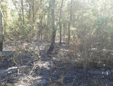 Kaynarca’da Orman Yangınında 5 Hektarlık Alan Kül Oldu