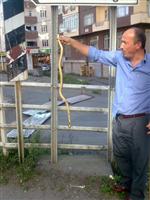 Rize'de Şehir Merkezinde Yılan Paniği