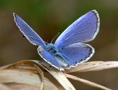 Doğu Karadeniz’de ‘Biyokaçakçılık’ Operasyonları