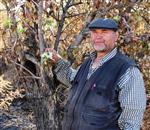 SİGARA İZMARİTİ - Armut Ağacının İbretlik Yaşam Mücadelesi