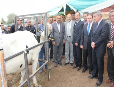 Karacaören’de 50 Aileye Gebe Düve Dağıtıldı