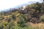 Bursa'da Orman Yangını