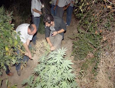 Bursa'da Uyuşturucu Tarlalarına Baskın