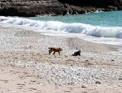 Denize giden bebeği köpek kurtardı