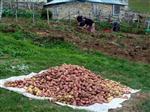 Giresun’da Patates Hasadı Başladı
