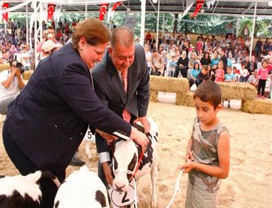Bol Sütlü İnekler Güzelliklerini Sergiledi