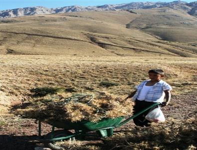 Geven, Hem Yakacak Hem De Yem Olarak Kullanılıyor