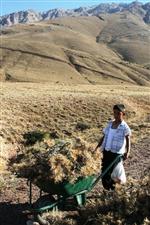 Geven, Hem Yakacak Hem De Yem Olarak Kullanılıyor