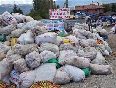 (özel Haber) Kalp Krizini Önleyen Tosya Elması Yok Satıyor