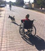YÜRÜME ENGELLİ - (özel Haber) Köpeğinin Çektiği Tekerlekli Sandalyeyle Okula Gidiyor