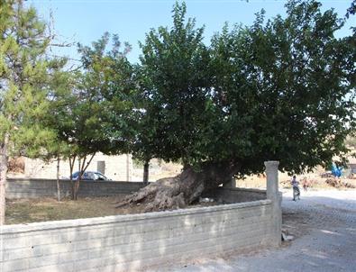 Tarihi Ağaca Koruma Talebi