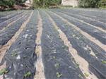 MUSTAFA ARSLAN - Değirmenayvalı ‘malçlı Çilek’ Yetiştiriciliğine Başlandı