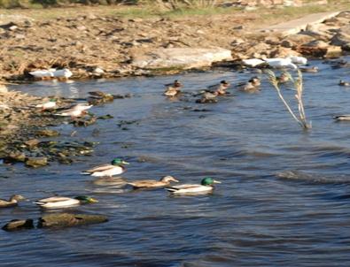 Kuş Cennetinin Sembolü Oldular