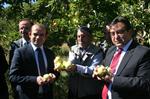 BEBEK MAMASI - Erzincan’da Elma Hasadı Başladı