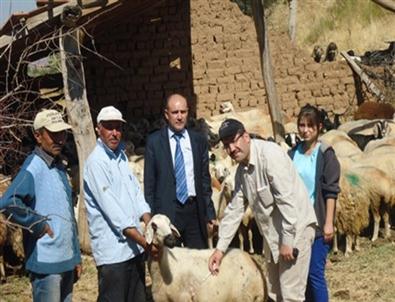 Sulakyurt'ta Koyun ve Keçiler Aşılandı