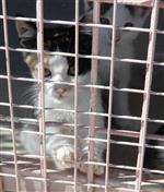 Bayram Öncesi Evcil Hayvanlar Terk Ediliyor