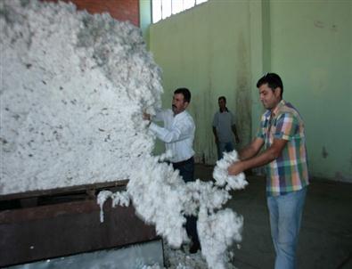 Ortaca Tariş Kütlü Pamuk Alımına Başladı