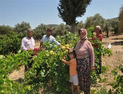 Torbalı’da Domatesten Sonra Üzüm ve İncir Yüzleri Güldürdü