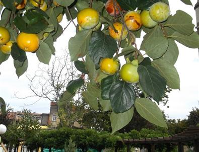 Trabzon Hurması Bu Yıl Bol Mahsul Verecek