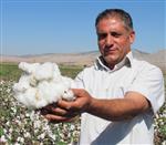 ÇUKOBIRLIK - Araban Ovası’nda Makineli Pamuk Hasadına Başlandı