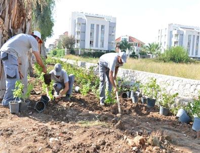 Konyaaltı’nda Yeşil Band Uygulaması