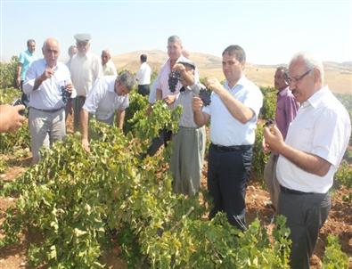 Kahta’da Bağcılık