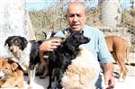 EMEKLİ MEMUR - Evinde 100 Hayvana Bakan Emekli, Yardım Bekliyor