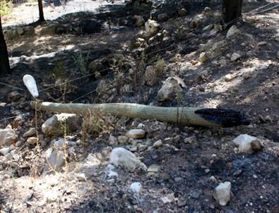 Konyaaltı’ndaki Orman Yangını