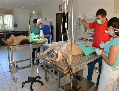 Sokak Hayvanlarına Tam Teşekküllü Muayene