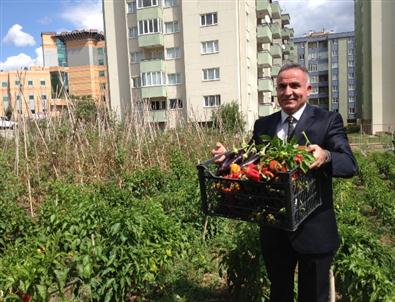 17 Milyon Liralık Arsada Kebap İçin İsot Yetiştiriyor