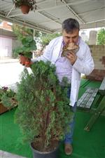 BİTKİSEL ÜRÜNLER - Ege Lokmanı Güngör'den Akciğer Kanserine Karşı Uyarı