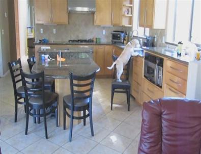 Fırından Yemekleri Yürüten Akıllı Köpek