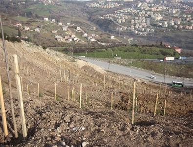 Kocaeli Büyükşehir Belediyesi Kentteki Boş Alanları Ağaçlandırıyor