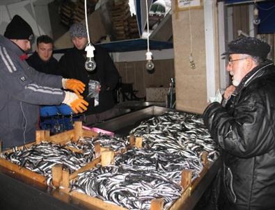 Görele’de Hamsi Fiyatı Tavan Yaptı