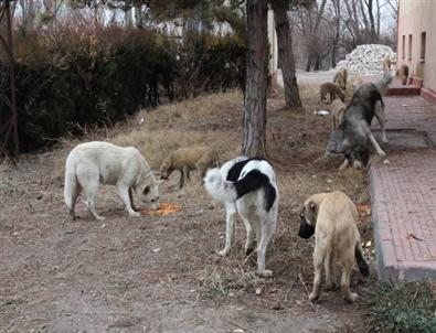 Başıboş Köpeklere Tepebaşı Belediyesi Sahip Çıktı