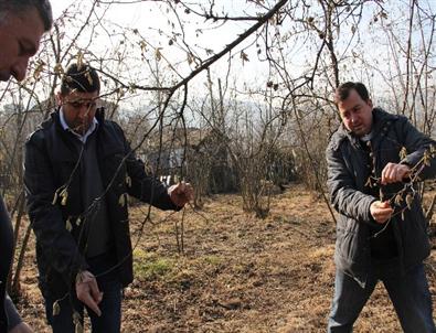 Fındık Dalları Kozalak Akarı İle Dolu