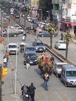 DEVE GÜREŞİ - Pehlivan Develer Ödemiş Caddelerinde