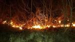 Fatsa’da Orman Yangını