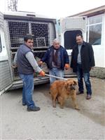 SOKAK KÖPEKLERİ - Kırıkkale’de Sokak Hayvanları Kısırlaştırılıyor