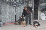SOKAK KÖPEKLERİ - Ömrünü Sokak Köpeklerine Adadı
