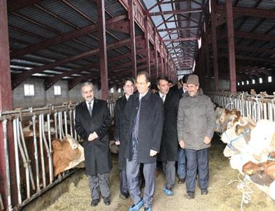 Bingöl'de 37 Aileye 148 Baş Gebe Düve Dağıtıldı