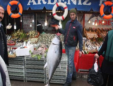 Kanser Tedavisi İçin Köpek Balığı Sipariş Etti