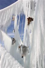 MEHMET KAVUKÇU - Buzda Kesik Hayvan Başı Görenleri Şaşırttı