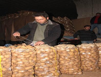 (özel Haber) Patates Fiyatları Düşüşe Geçti