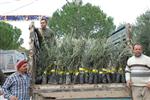 İSMAIL EFE - İl Özel İdaresinden Didim’e 32 Bin Zeytin Fidanı
