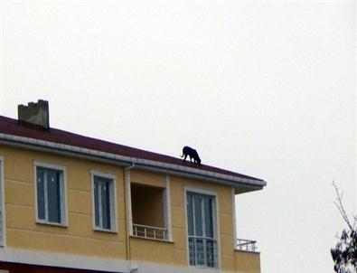 Çatıya Çıkan Köpeğin İnadı
