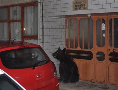 Şehir Merkezinde Ayı Operasyonu
