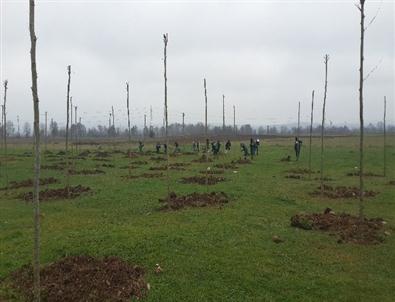 Kartepe'de 250 Adet Çınar Ağacı Dikildi