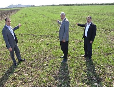Kuraklık Tehlikesini Atlatan Çiftçinin Yüzü Güldü